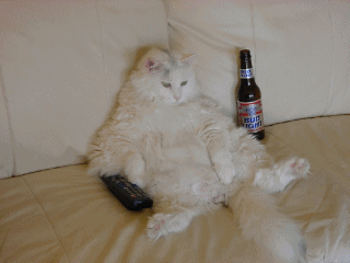 Chat